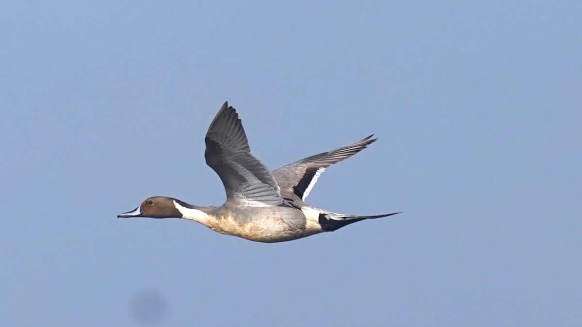 Northern Pintail - ML622537168