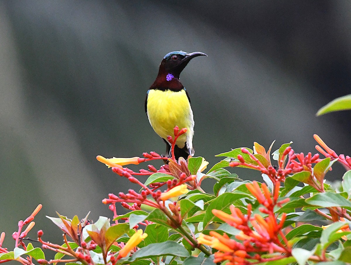 Purple-rumped Sunbird - ML622537172