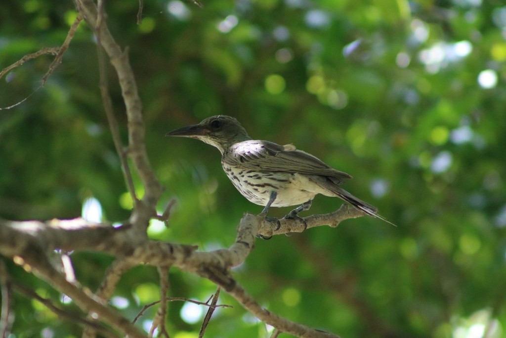 Olive-backed Oriole - ML622537186