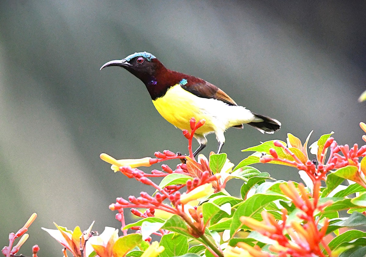 Purple-rumped Sunbird - ML622537189