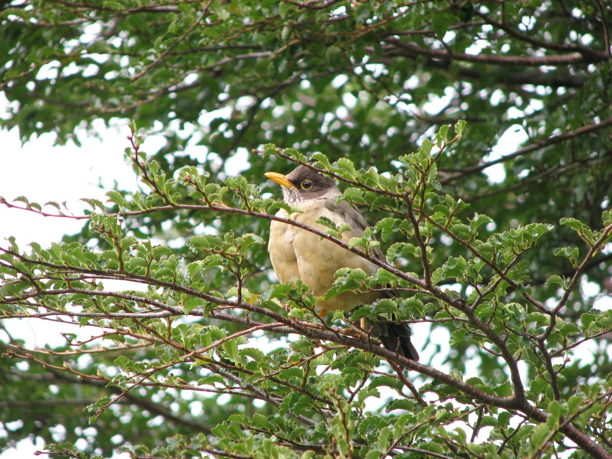 Austral Thrush - ML622537194