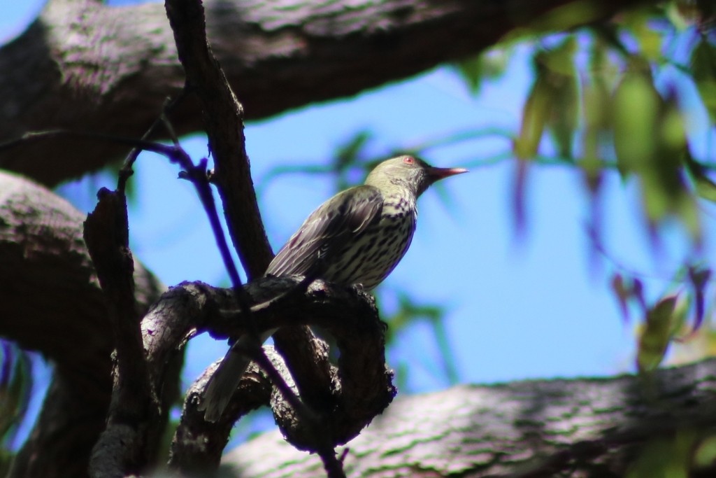 Olive-backed Oriole - ML622537206