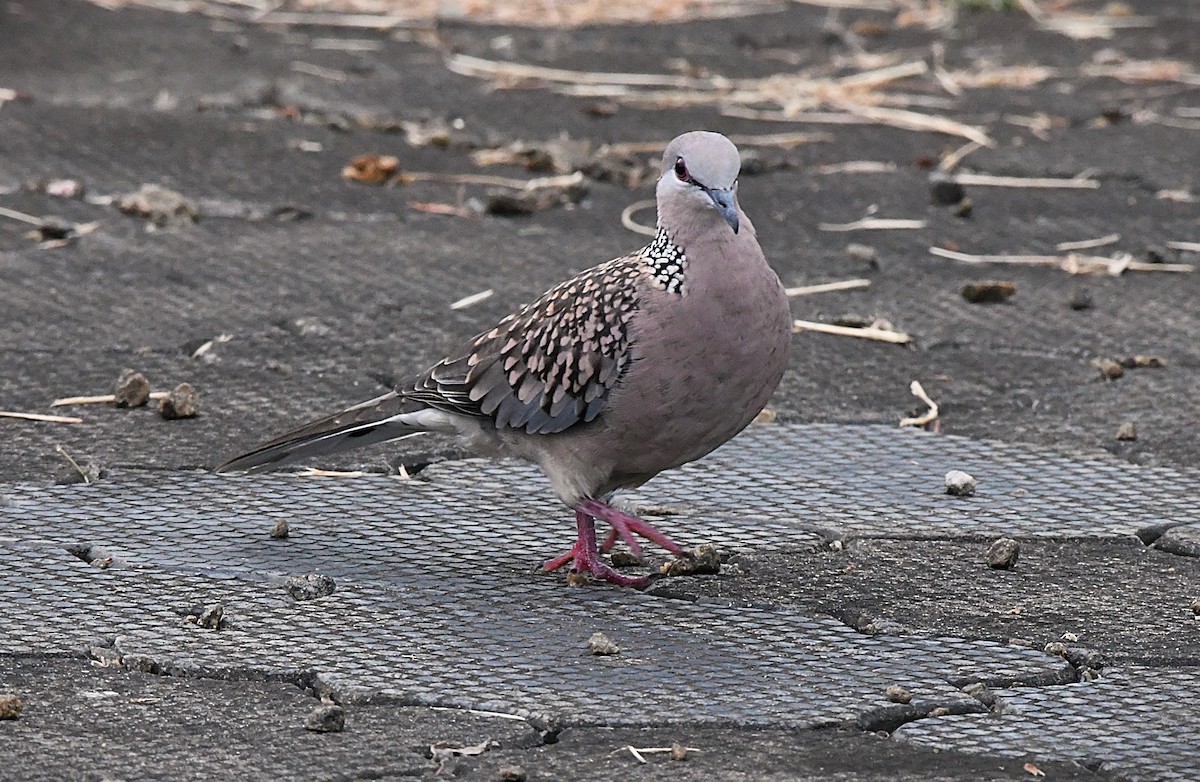 Spotted Dove - ML622537259