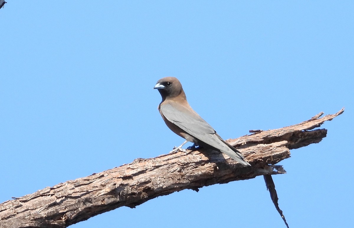 Little Woodswallow - ML622537280