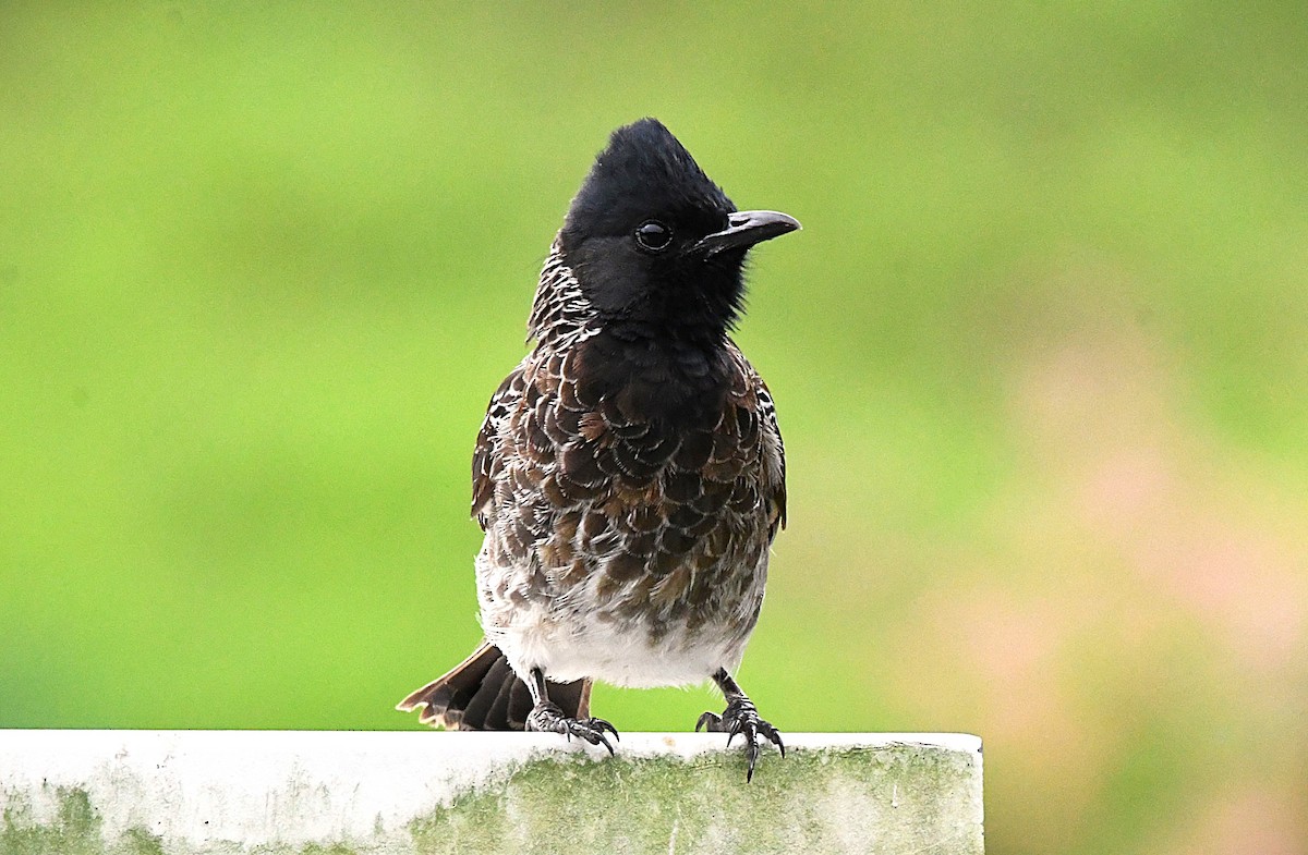 Red-vented Bulbul - ML622537281