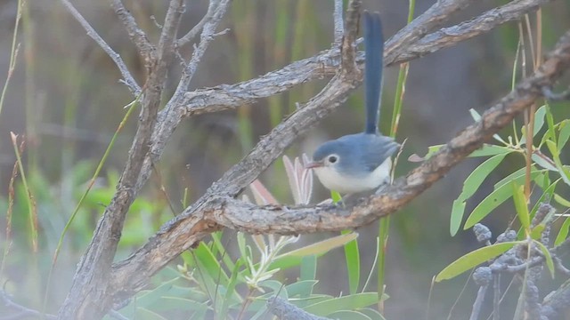 Purple-backed Fairywren (Lavender-flanked) - ML622537308