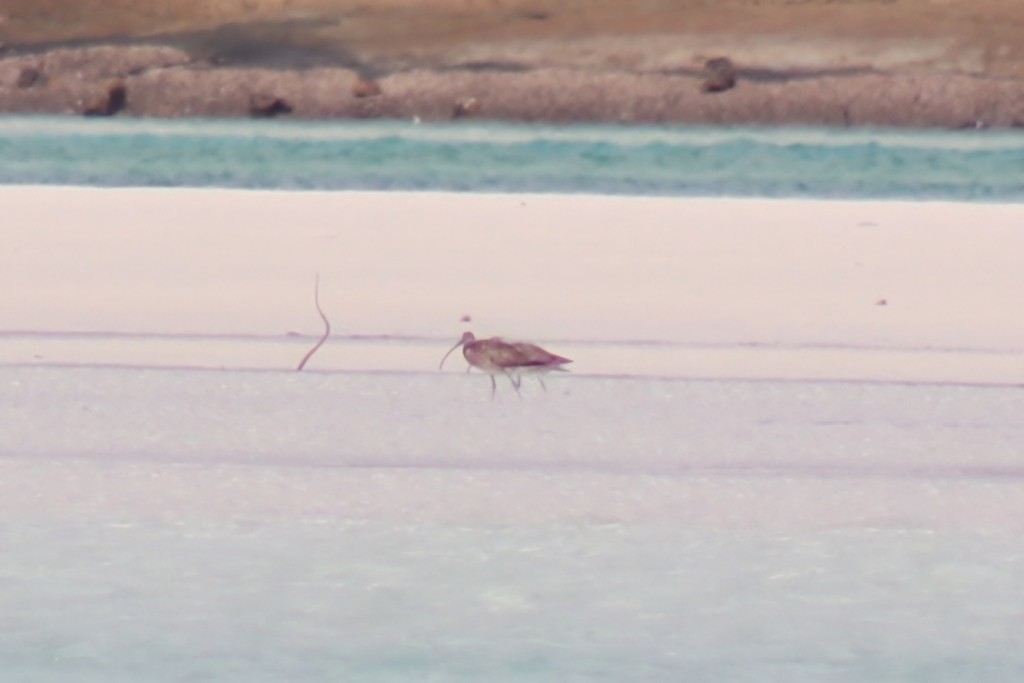 Far Eastern Curlew - ML622537317