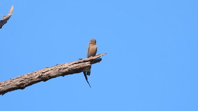 Little Woodswallow - ML622537325