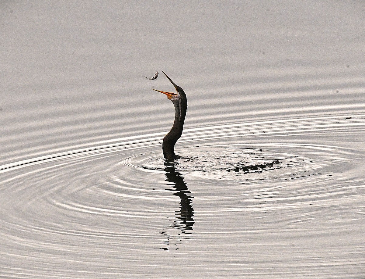 Oriental Darter - ML622537326
