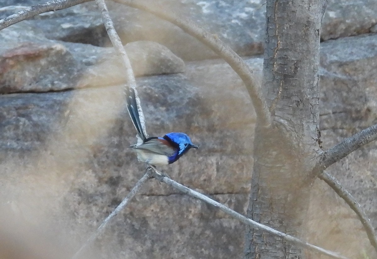 Purple-backed Fairywren (Lavender-flanked) - ML622537327