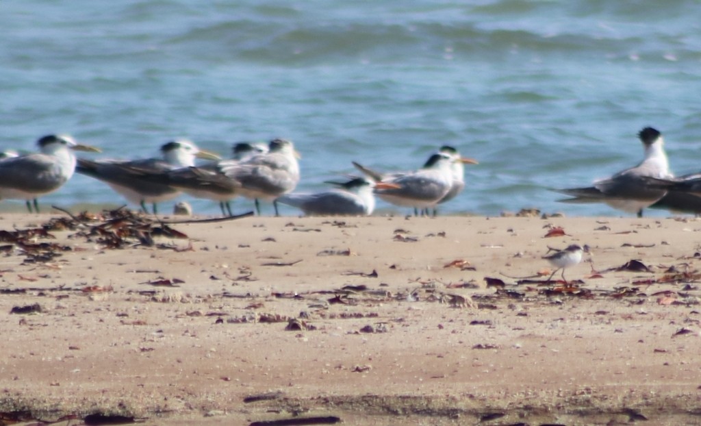 Lesser Crested Tern - ML622537337