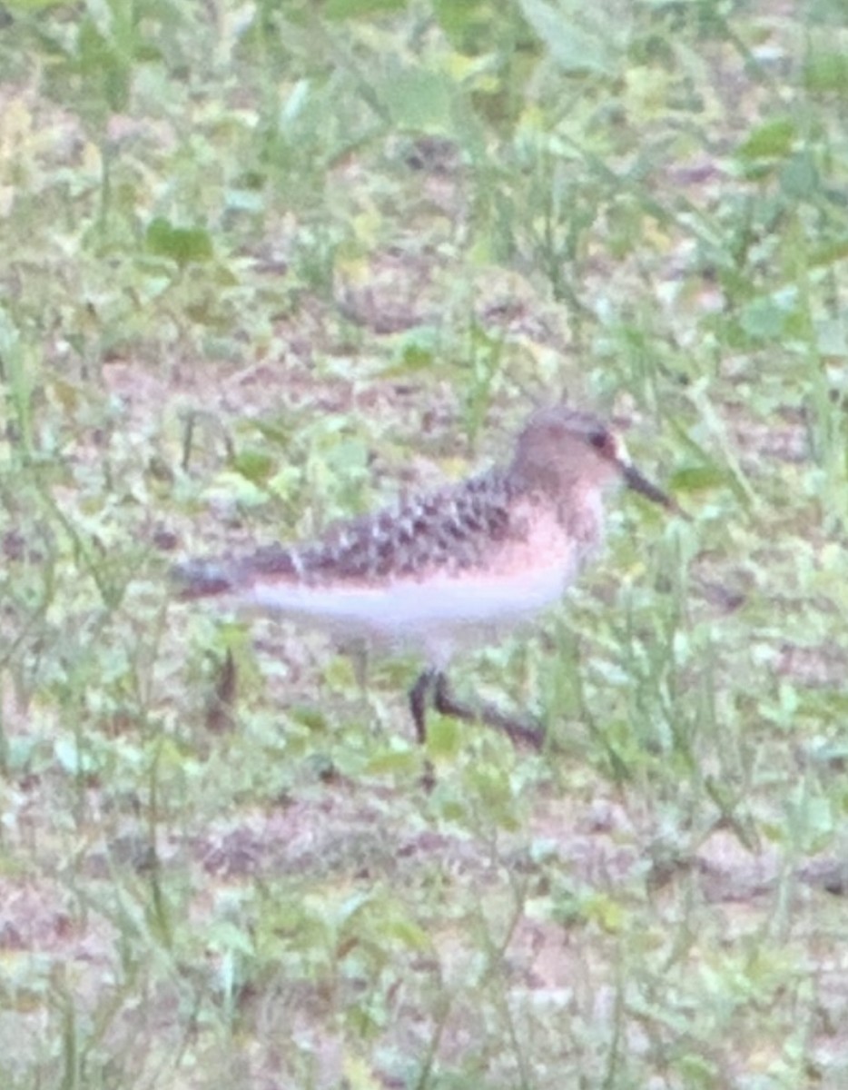 Baird's Sandpiper - ML622537384