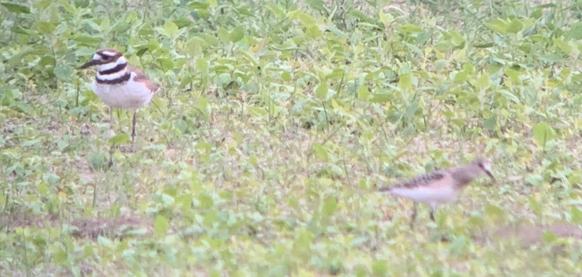 Baird's Sandpiper - ML622537386