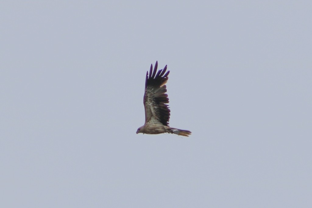 Whistling Kite - ML622537406