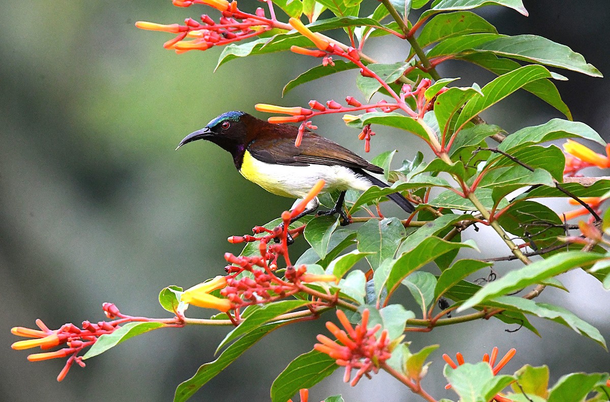 Purple-rumped Sunbird - ML622537429