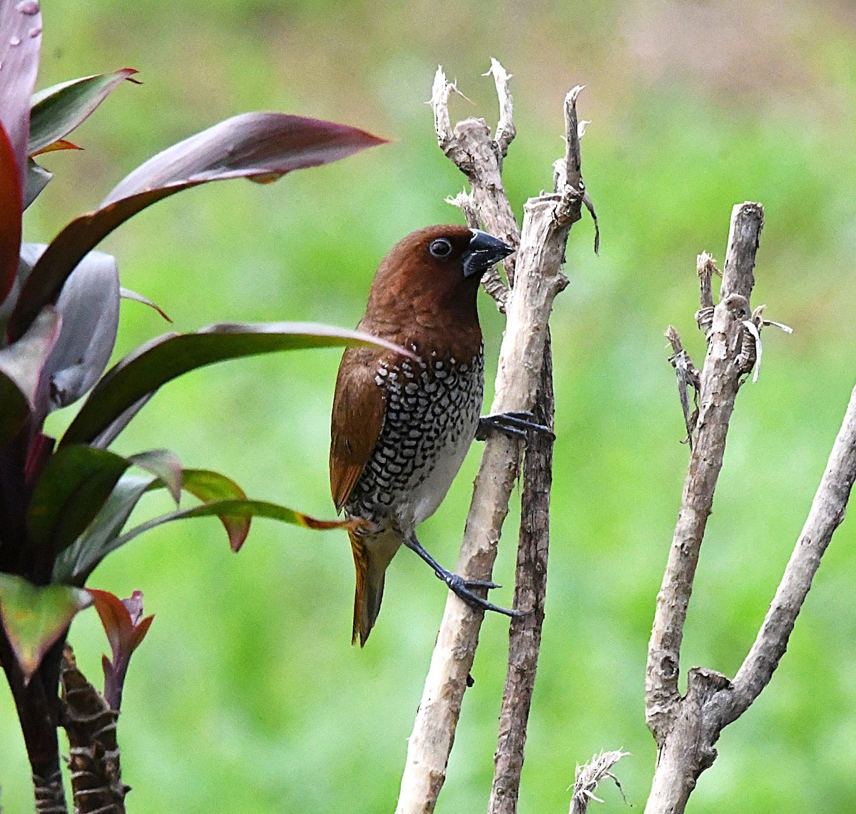 Scaly-breasted Munia - ML622537440