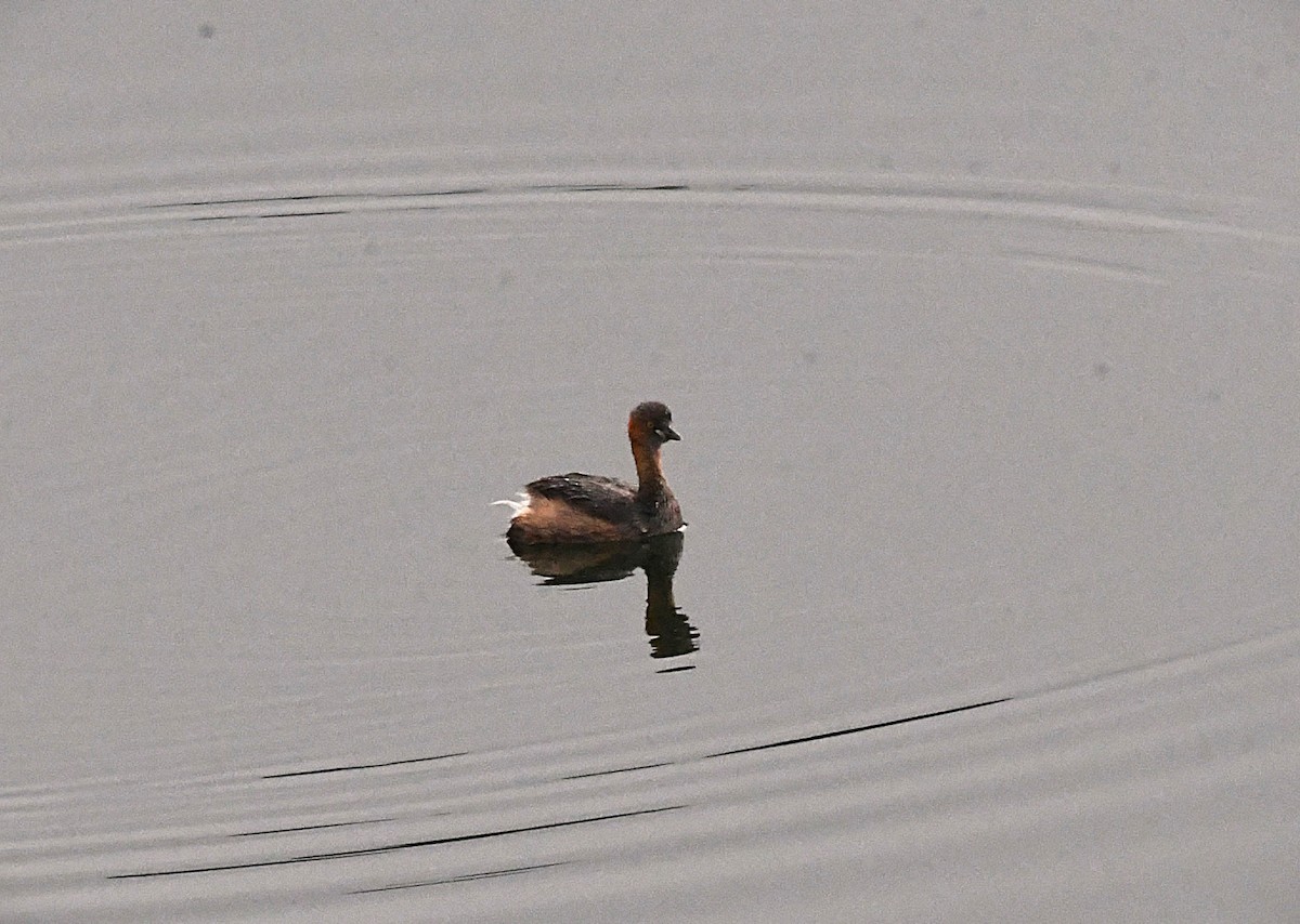 Little Grebe - ML622537467