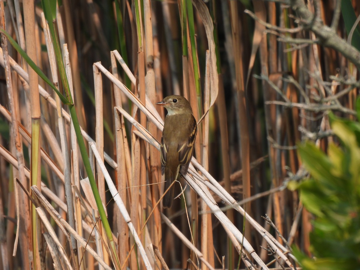 Alder/Willow Flycatcher (Traill's Flycatcher) - ML622537474