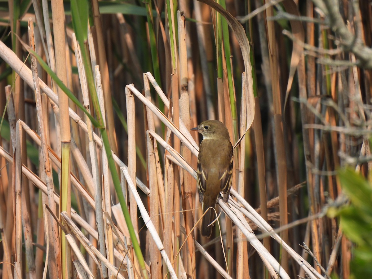 Alder/Willow Flycatcher (Traill's Flycatcher) - ML622537475