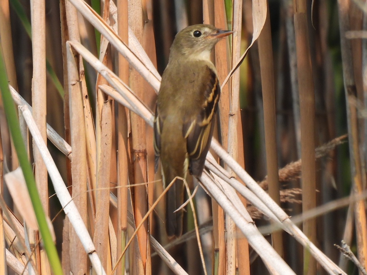 Alder/Willow Flycatcher (Traill's Flycatcher) - ML622537476