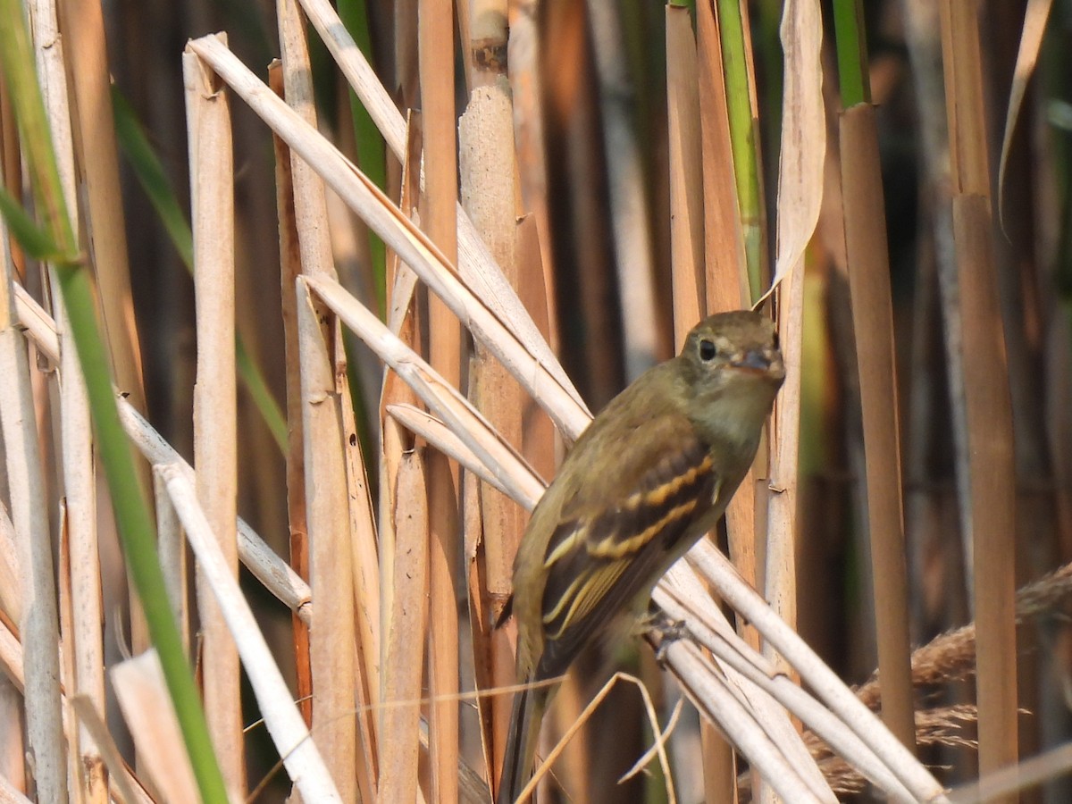 Alder/Willow Flycatcher (Traill's Flycatcher) - ML622537477