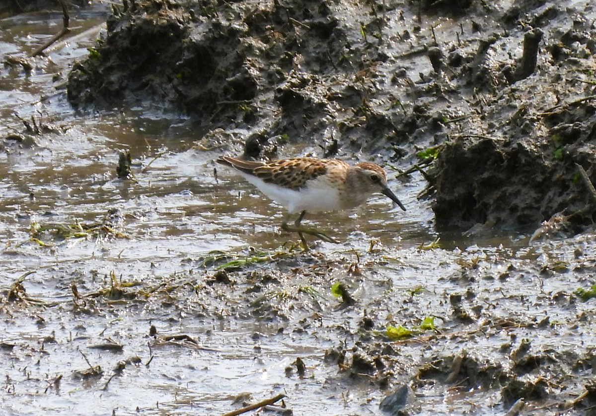 Least Sandpiper - ML622537494