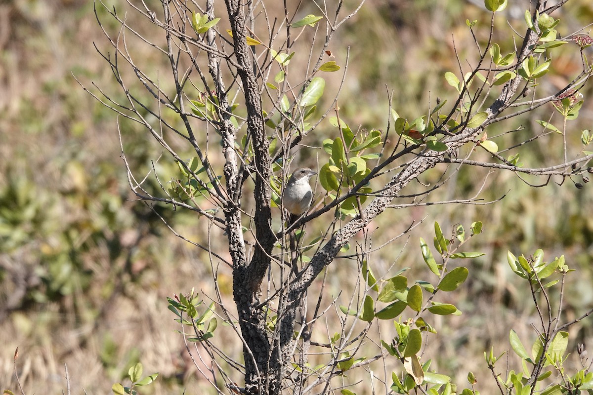 White-banded Tanager - ML622537522