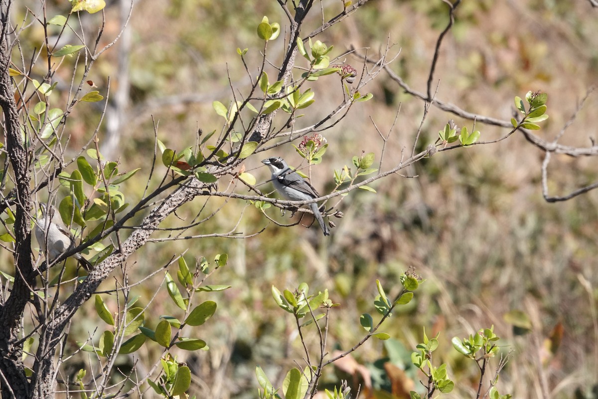 White-banded Tanager - ML622537523