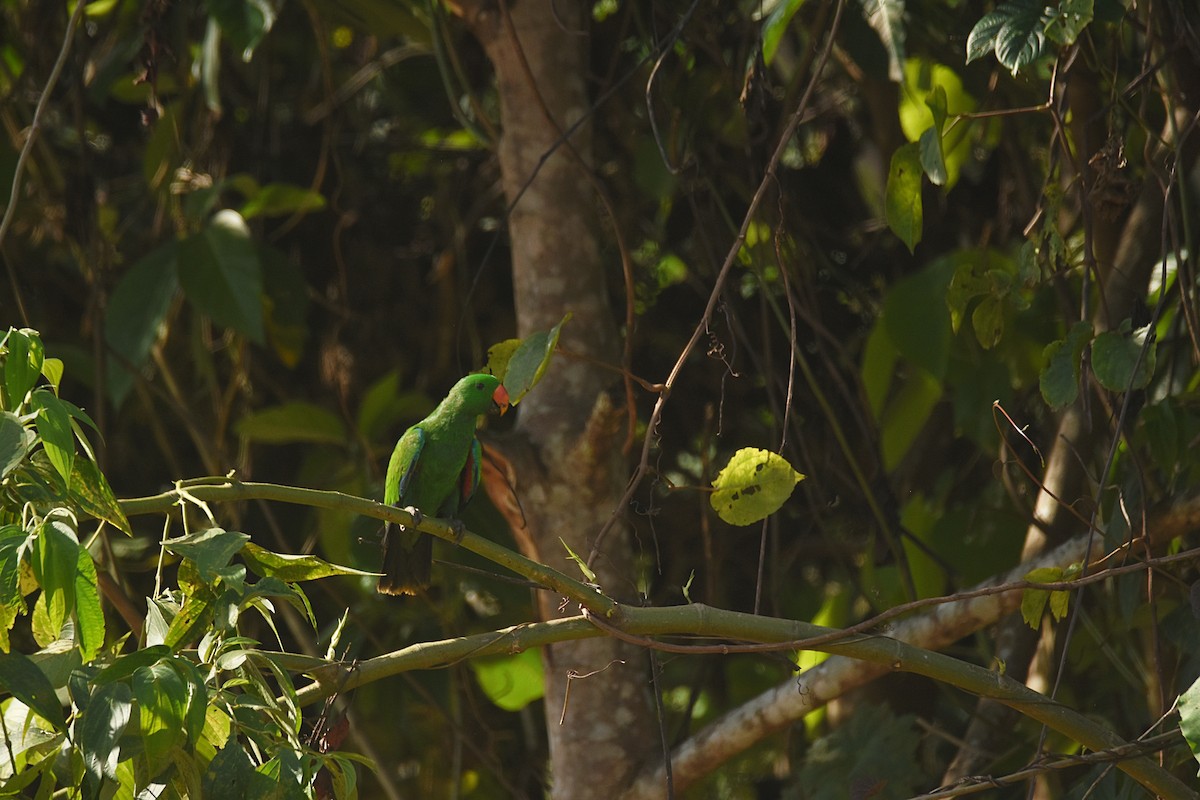 Papuan Eclectus - ML622537534