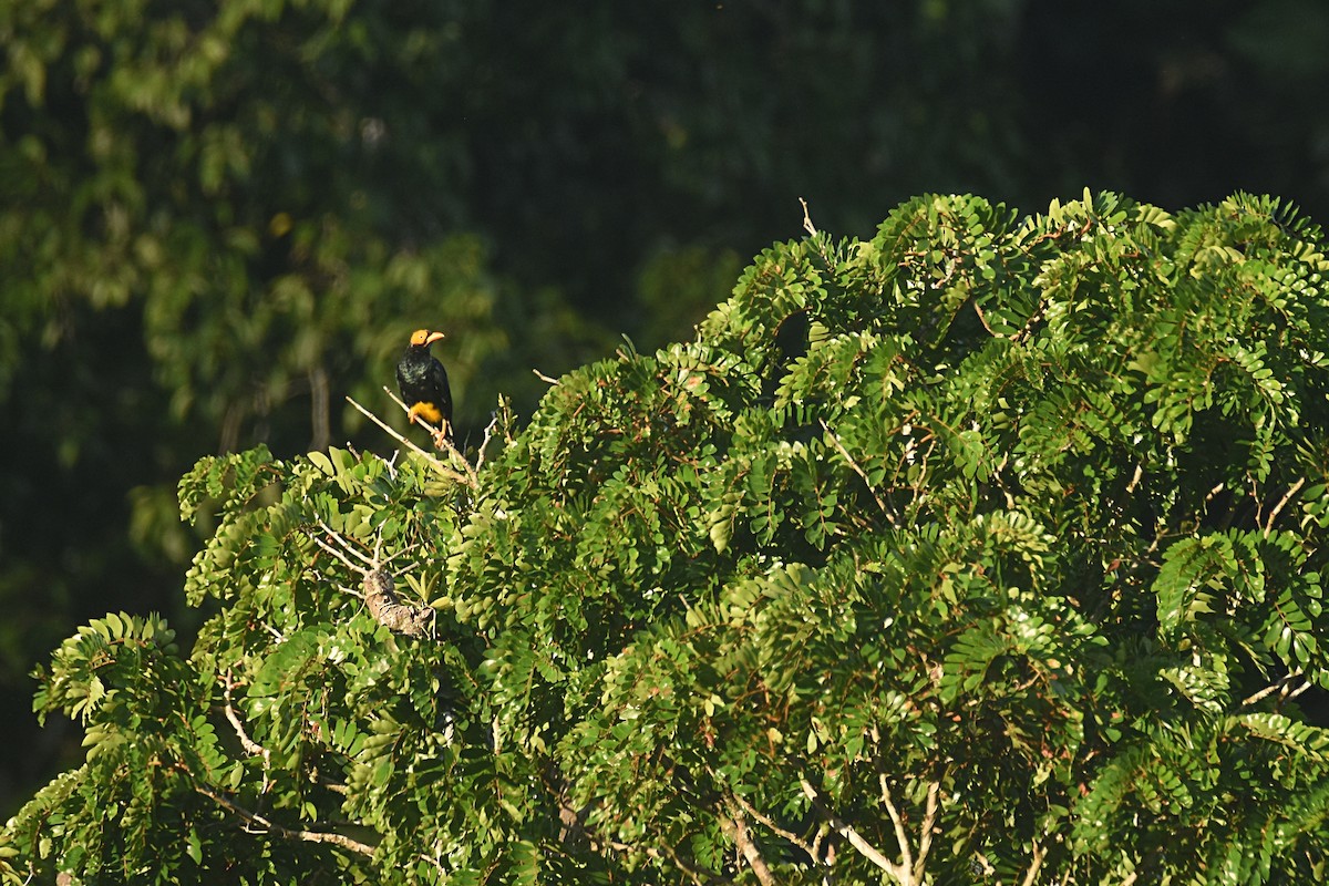 Yellow-faced Myna - ML622537542