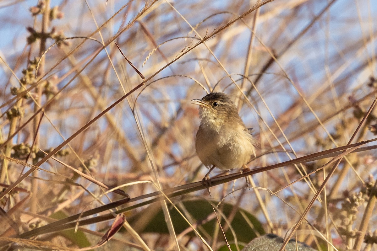 Grass Wren (Pampas) - ML622537583