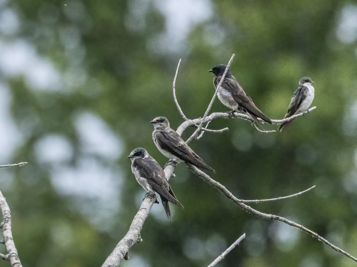 Purple Martin - ML622537592