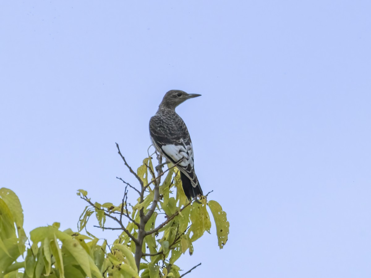 Red-headed Woodpecker - ML622537600