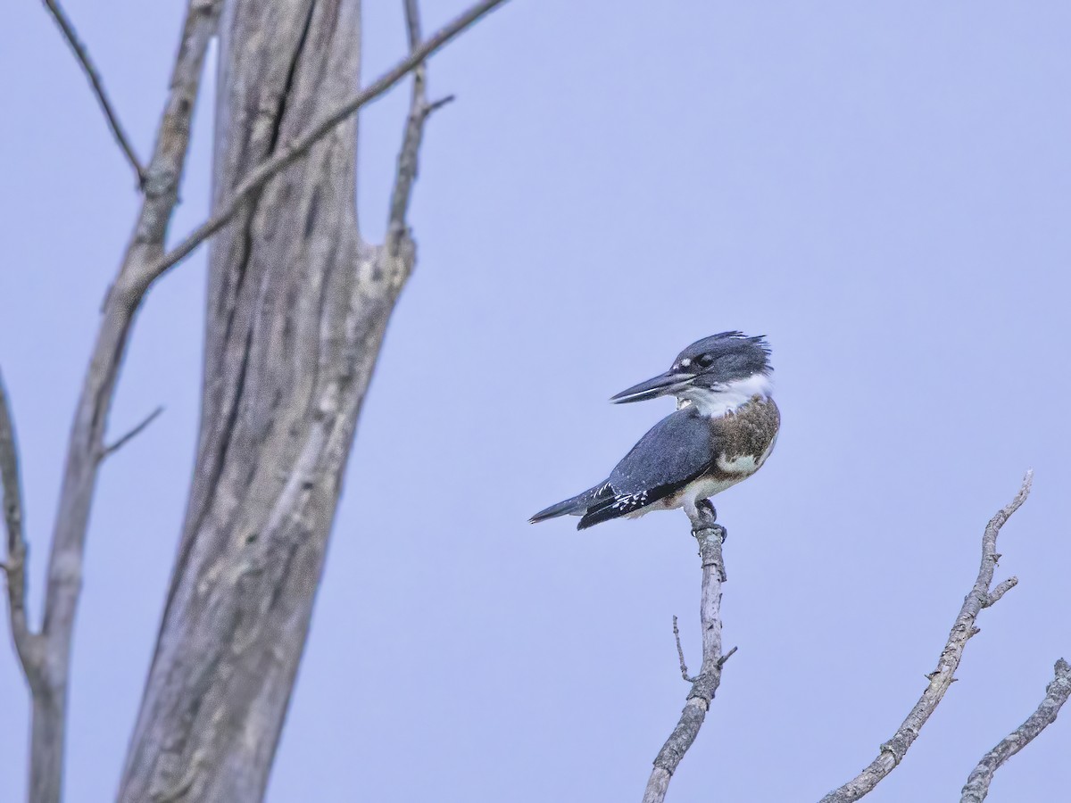 Belted Kingfisher - ML622537604