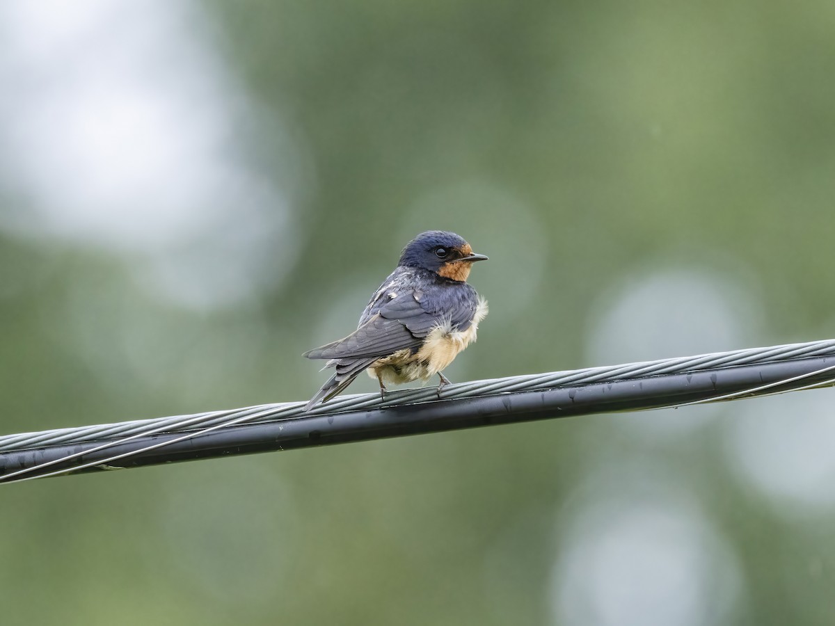 Golondrina Común - ML622537620