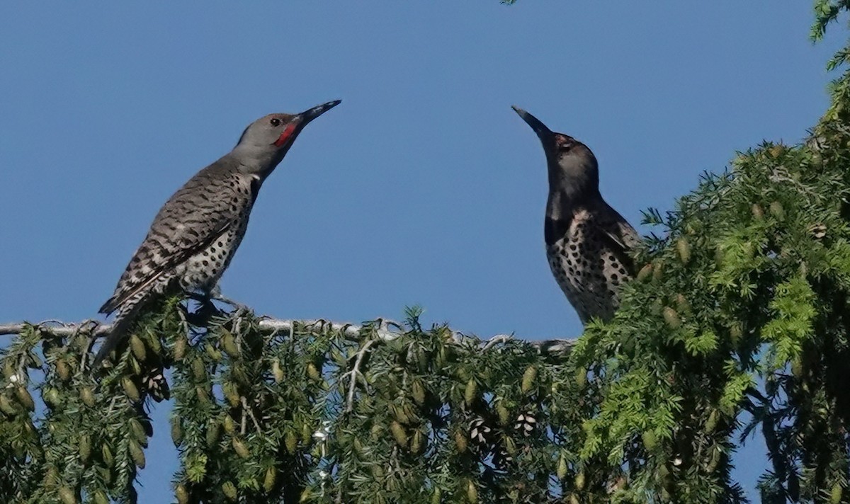 Northern Flicker - ML622537644