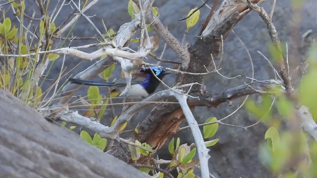 Purple-backed Fairywren (Lavender-flanked) - ML622537654