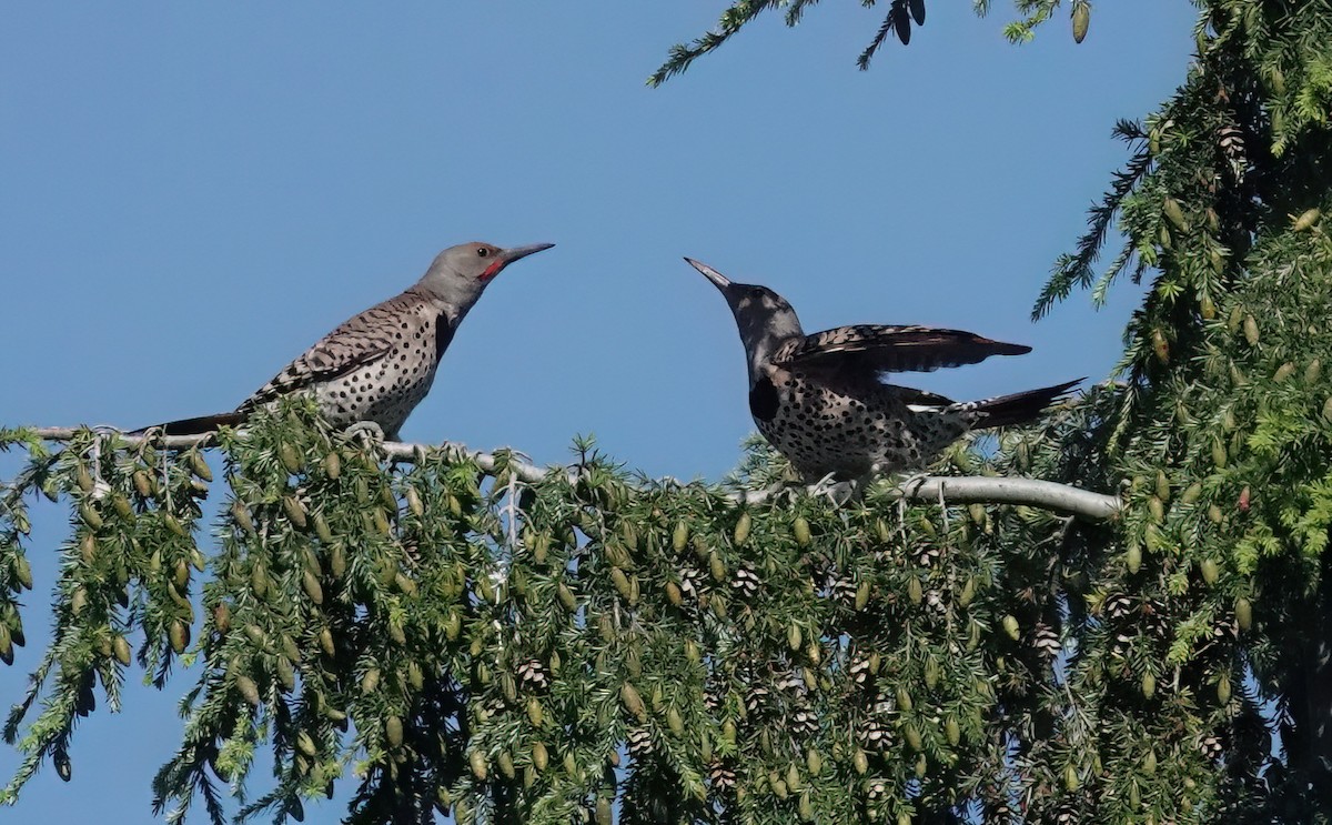 Northern Flicker - ML622537688