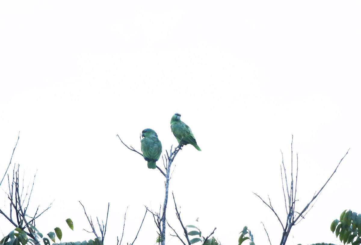 Festive Parrot - ML622537764