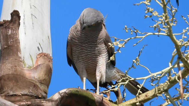 Brown Goshawk - ML622537766