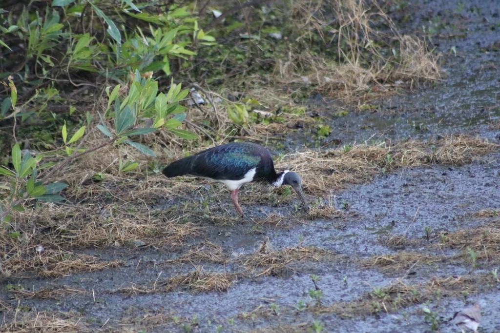 Straw-necked Ibis - ML622537798