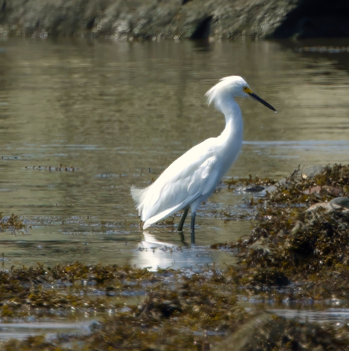 Snowy Egret - ML622537879