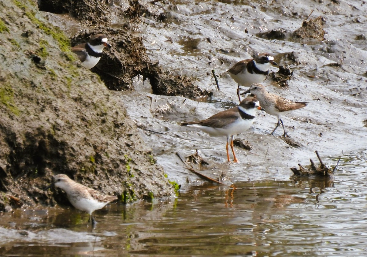 Semipalmated Plover - ML622537938