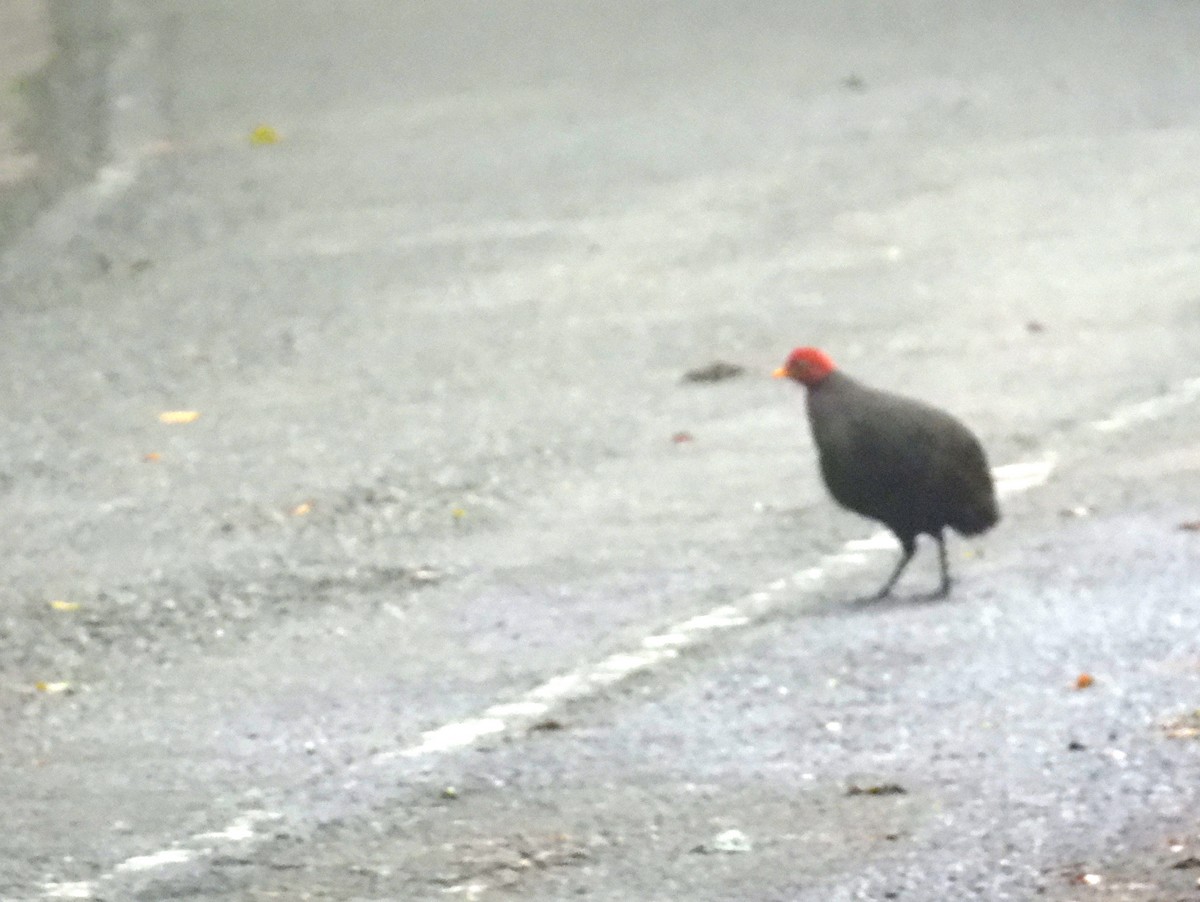 Crimson-headed Partridge - ML622538102