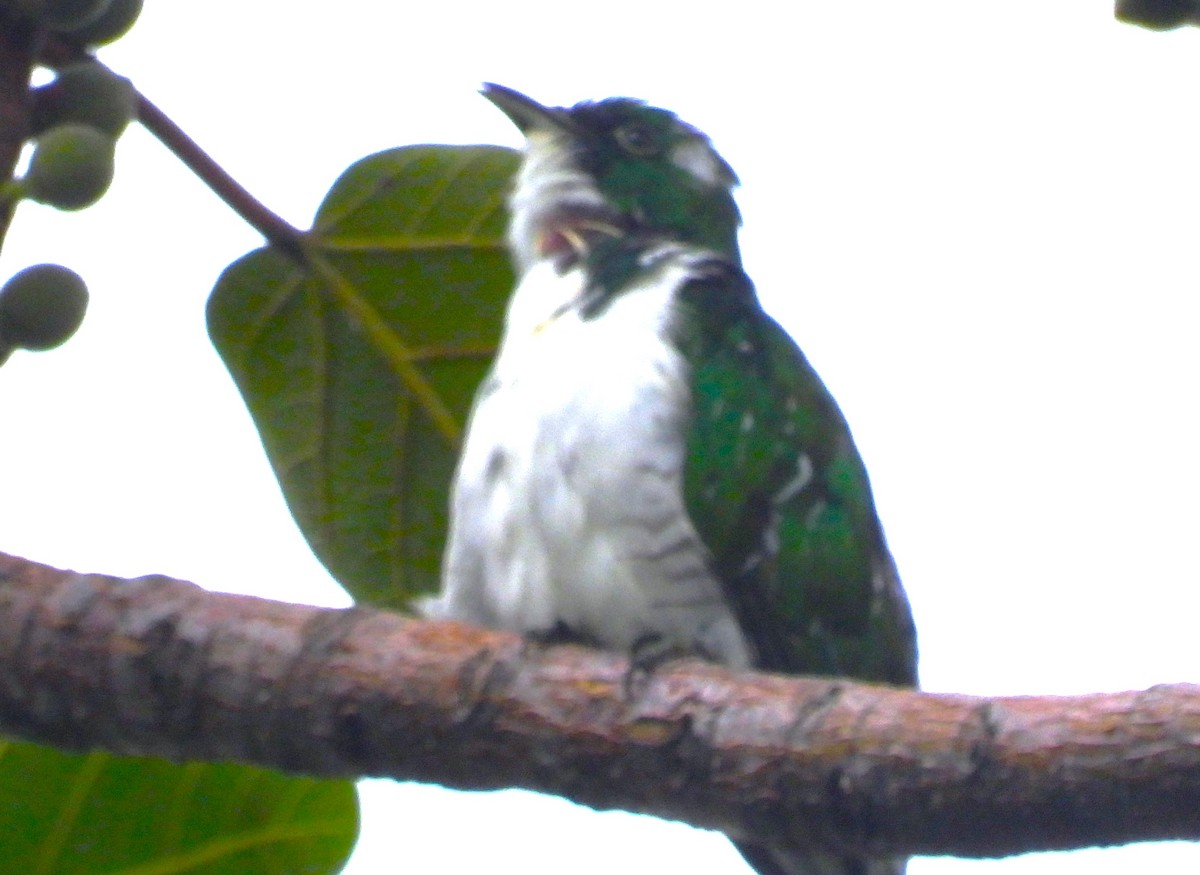 Klaas's Cuckoo - ML622538155