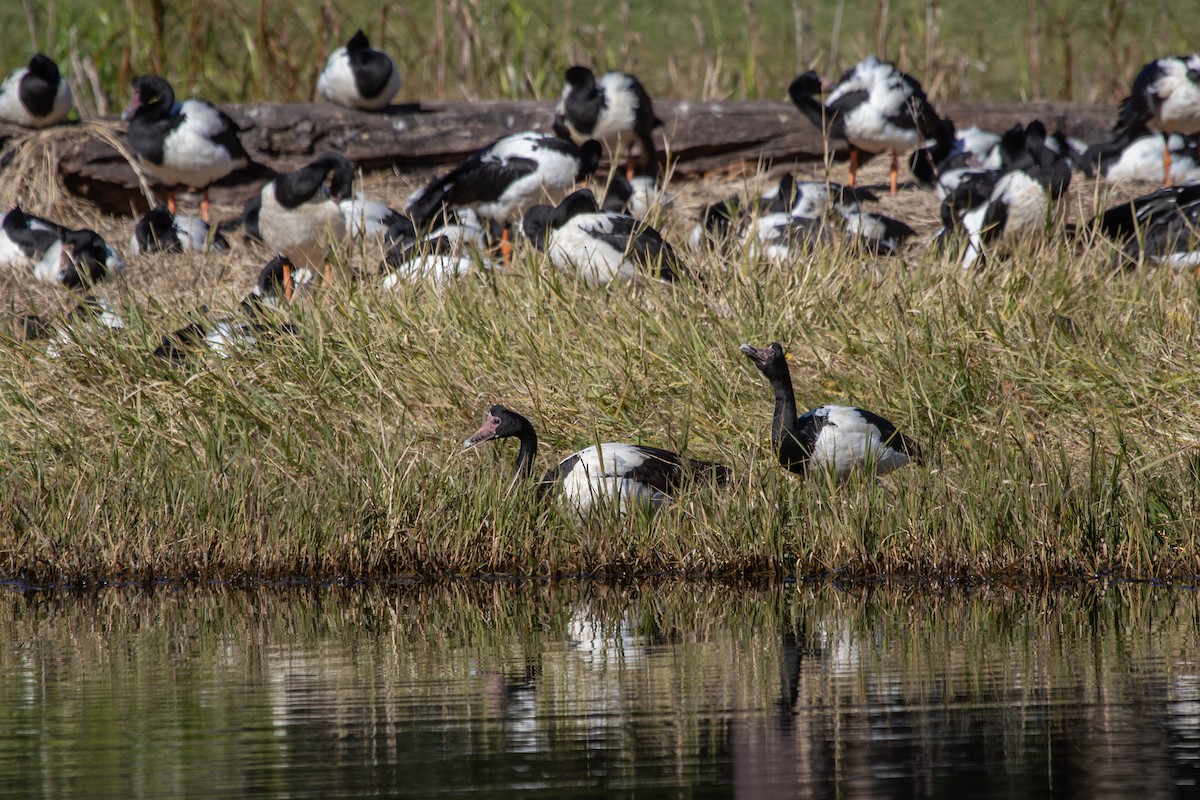 Magpie Goose - ML622538191