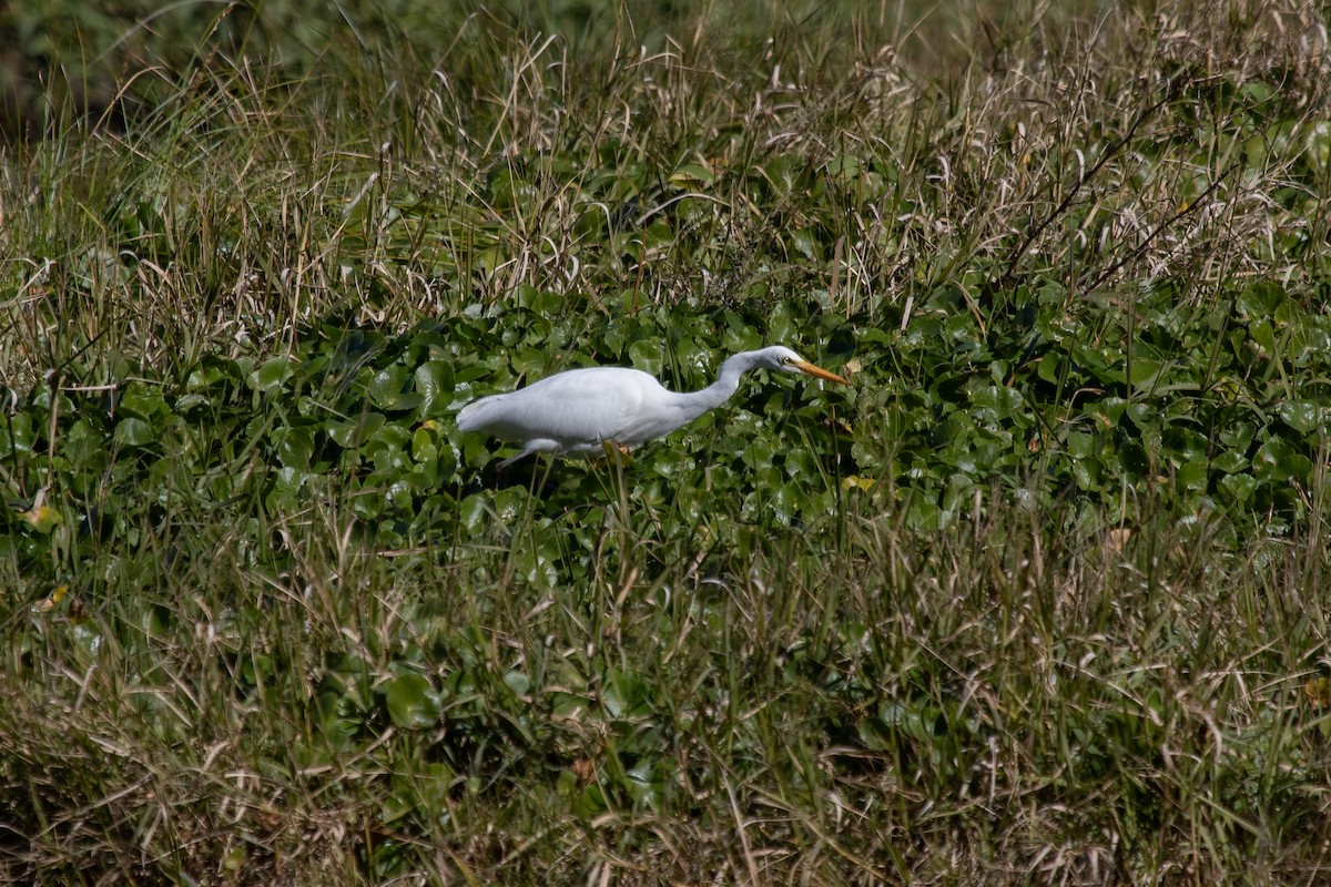 Plumed Egret - ML622538193