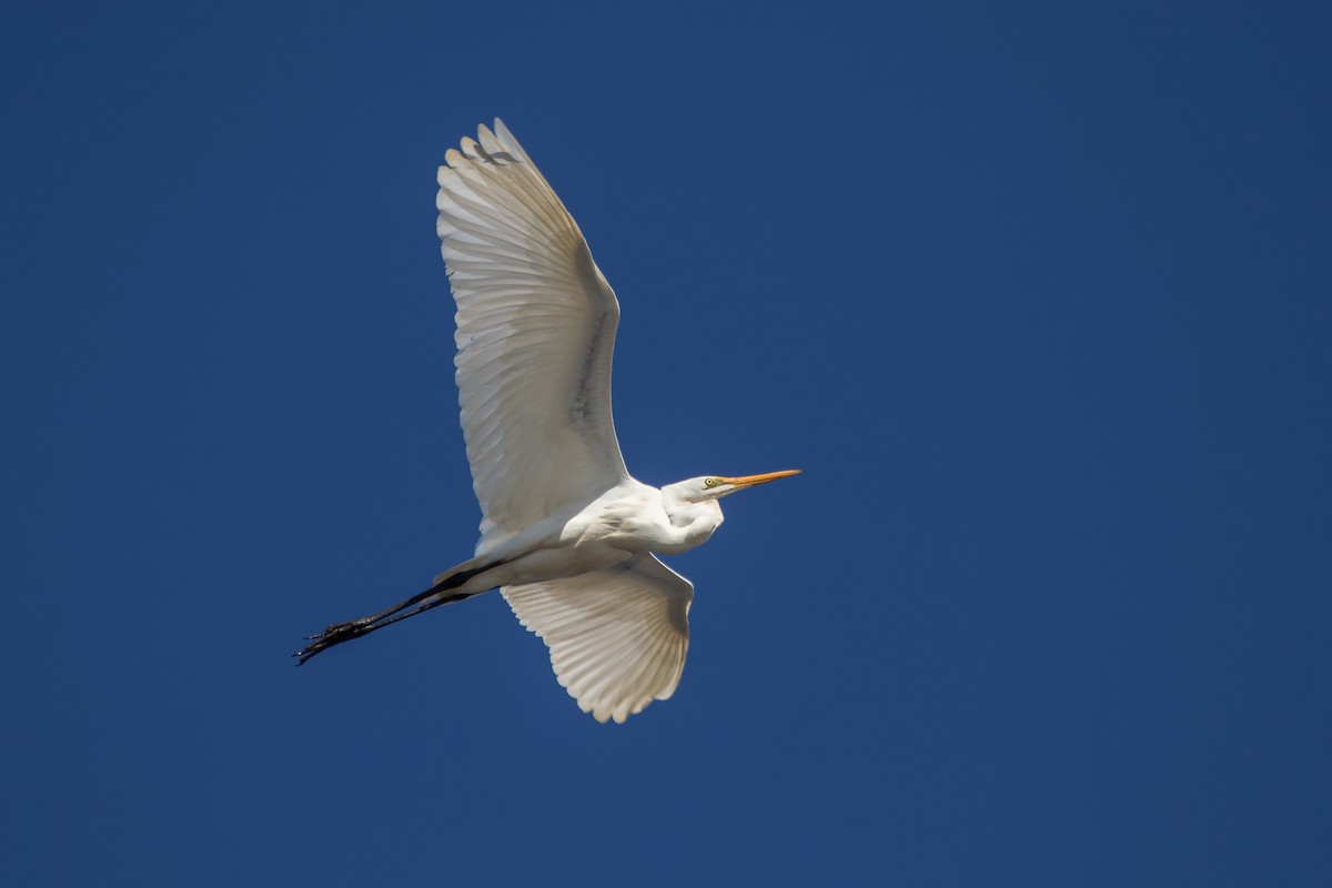 Great Egret - ML622538201