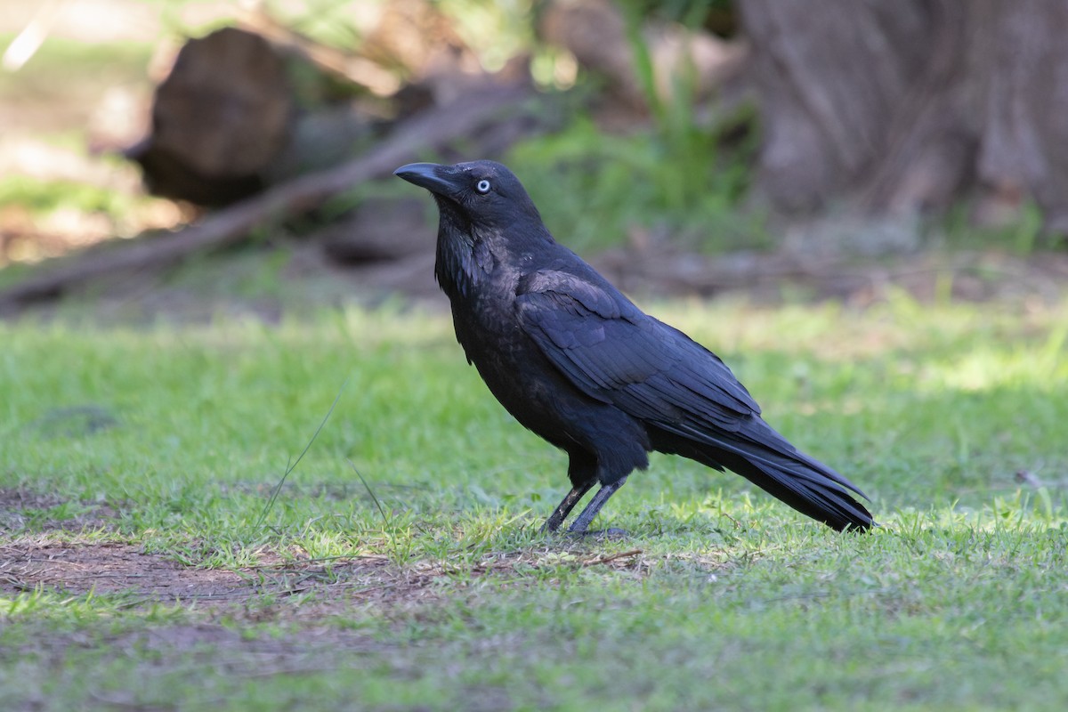 Australian Raven - ML622538203