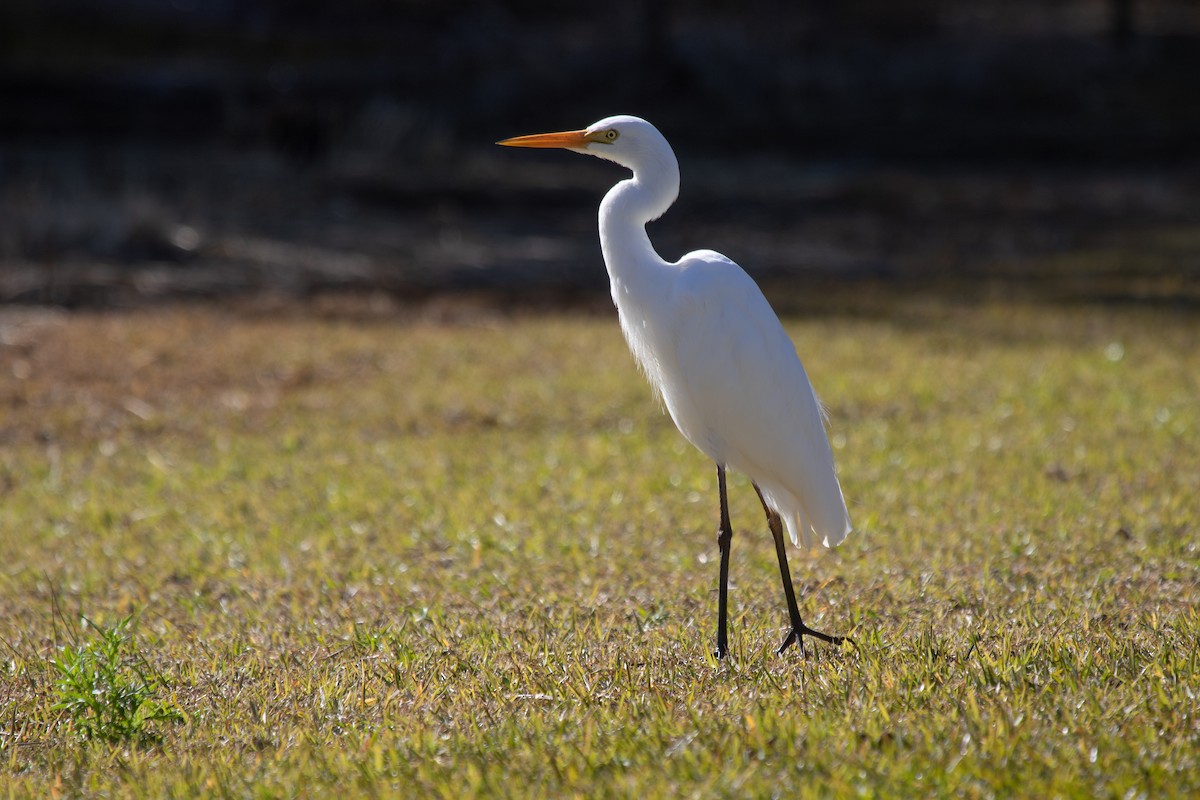 Plumed Egret - ML622538211